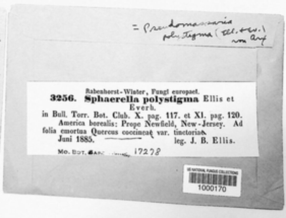 Pseudomassaria polystigma image